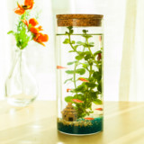 创意桌面水族生态圆柱形玻璃小鱼缸 带灯带鱼虾螺造景生态鱼瓶