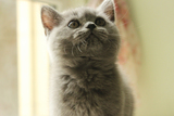 英国短毛猫 蓝猫 纯种 蓝猫 英短  宠物猫  公猫/DD 活体 带血统