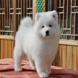 上海萨摩耶萨摩耶幼犬纯种萨摩耶狗狗微笑天使萨摩耶中型犬可上门