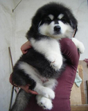 阿拉斯加犬幼犬出售 雪橇犬 黑色 巨型大骨架 熊版 家养健康