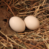 正宗土鸡蛋30枚农家散养纯天然新鲜有机草鸡蛋五谷杂粮宝宝孕妇蛋