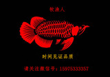 红龙鱼活体 金龙鱼活体 纯种辣椒超血红龙 观赏鱼苗 渔场直销包邮