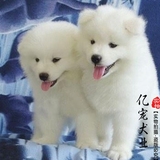【亿宠】微笑天使萨摩耶幼犬 中型犬宠物狗狗活体 纯白毛色包健康