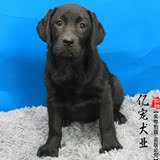 【亿宠】纯种拉布拉多幼犬出售 大型导盲巡回犬 宠物小狗狗活体
