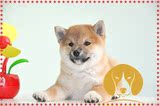 正中日本柴犬赤色幼犬出售活体宠物狗狗保健康纯种柴犬双血统柴犬