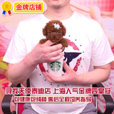 [寻找天使]4361韩系大眼睛泰迪狗狗活体宠物幼犬贵宾狗玩具型泰迪