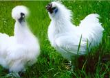 原种泰和乌鸡、白凤乌鸡种蛋受精蛋，江西泰和种鸡场提供合作