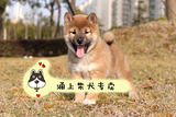 宠物狗 活体小型犬日本柴犬 幼犬纯种 八公犬 出售 家养健康