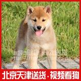 日本柴犬 赛级家养短毛 宠物狗 纯种柴犬幼犬出售 纯种秋田犬02