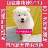 出售纯种萨摩耶幼犬 萨摩耶小狗幼犬宠物狗 纯白色中型犬狗