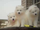 武汉纯种微笑天使/雪橇犬雪白色萨摩耶犬赛级澳版幼犬/宠物狗狗