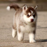 出售宠物狗狗 哈士奇犬纯种西伯利亚活体幼犬赛级蓝眼雪橇犬健康