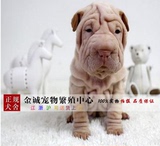 沙皮犬幼犬出售 纯种沙皮幼犬 宠物狗狗活体 家养包纯种 包健康3