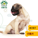 巴哥犬 八哥犬纯种幼犬 宠物狗出售 上海本地5小时送达