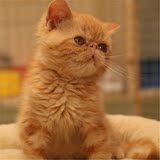 出售 纯种宠物猫加菲猫异国长毛猫幼猫 活体虎斑黄白幼猫家养