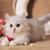 出售 纯种宠物猫 纯血统 金吉拉 幼猫 可爱银渐层 活体小猫咪