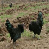 纯种五黑一绿种蛋受精率85%黑乌鸡种蛋绿壳种蛋受精蛋只发当天