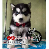 重庆出售哈士奇幼犬幼崽西伯利亚雪橇犬纯种蓝眼三火活体宠物狗狗