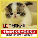 支持淘宝交易出售纯种加菲猫 异国短毛猫猫咪宠物猫 支持现场挑选