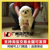 支持淘宝交易 出售京巴犬幼犬 北京犬狮子狗 纯种京巴狗狗宠物狗