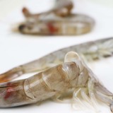 进口海鲜野生厄瓜多尔白虾30-40新鲜活冷冻南美白对虾大对虾
