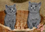 英短蓝猫 宠物猫咪纯种英国短毛猫英短活体幼猫幼崽公猫DD