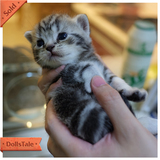 【CatWorks】猫工房 CFA美国短毛猫 起司猫 标准美短银虎斑宠物猫