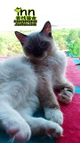 海豹手套布偶猫 宠物猫咪 布娃娃猫 蓝眼睛长毛猫 大型猫 仙女猫