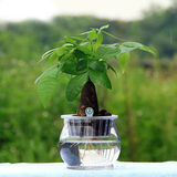 水培花卉绿萝水养植物 室内小盆栽 防辐射创意办公绿植花卉包邮