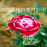 进口欧月庭院阳台盆栽蔷薇 玫瑰月季花苗日月 切花 灌木四季开花