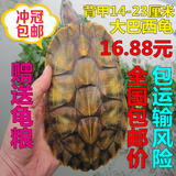 15-24CM商品公母龟彩乌龟活体宠物龟水陆招财龟黄金大巴西龟包邮