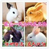 【小白兔子】活体宠物兔公主兔熊猫兔黑兔活体兔子肉兔小兔子