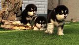 赛级高品质阿拉斯加雪橇犬宝宝 阿拉斯加幼犬 宠物狗狗 可支付宝