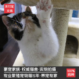猫舍出售宠物猫异国短毛猫 加菲猫 幼猫活体家养纯种可上门挑选
