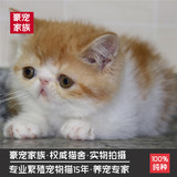 红白净樊母加菲猫宠物纯种活体异国短毛猫家养幼猫散养加菲猫