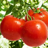 【同城配送+到店自提】新鲜蔬菜西红柿 番茄（每人限购3件）