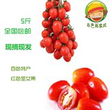 新鲜百色特产红色圣女果小番茄有机孕妇水果小西红柿5斤全国包