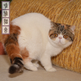 2016家养CFA血统纯种三花高白异国短毛猫赛级加菲猫宠物活体猫咪