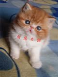 智慧名猫馆美国权威注册猫舍 加菲猫短毛幼猫活体红虎斑加白弟弟