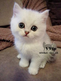 （VVip）英短银渐层妹妹MM 幼猫母猫 实图视频 未来种母（去新家