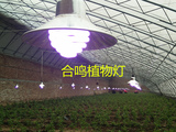 合鸣牌40W大功率植物生长灯大棚蔬菜室内阳台种植补光灯植物灯