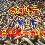 大麦 虫活体 面包虫 龙鱼最佳活体饲料 两斤60全国顺丰包邮