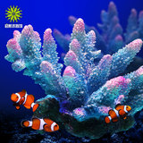 鱼缸珊瑚假山 水族箱造景装饰水景海葵贝壳仿真假珊瑚石海螺树脂