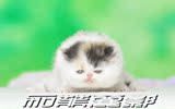 加菲丽影 加菲猫 异国短毛猫 活体 三色梵花MM 异长 特价：3800元