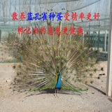 蓝孔雀种蛋 孔雀受精蛋 可孵化 观赏食用