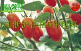 新鲜水果 迷你小番茄 圣女果 千禧果 小西红柿 蔬菜水果沙拉 500g