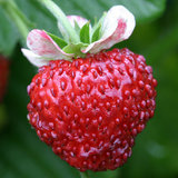 萌吖吖 草莓种子]英国Mr.Fo进口 盆栽阳台蔬菜水果10粒
