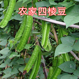 海南四棱豆种子 有机蔬菜种子 营养丰富多年生 菜豆豇豆豆角种子