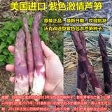 【紫色激情芦笋种子】蔬菜种子 种后连续收获15年 高端芦笋种子