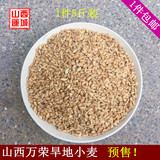 16年山西万荣农家自产小麦粒纯天然有机五谷杂粮粗粮5斤包邮